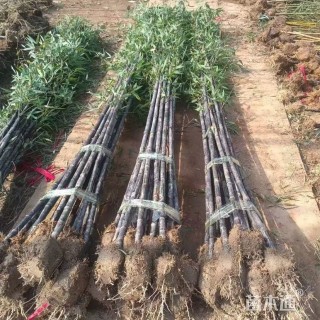 地栽苗紫竹