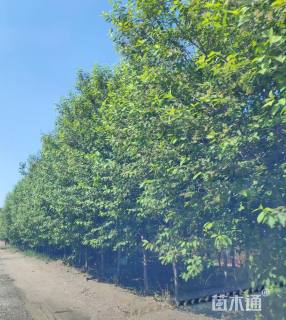 9公分加拿大红樱