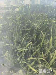 高度8厘米苦草