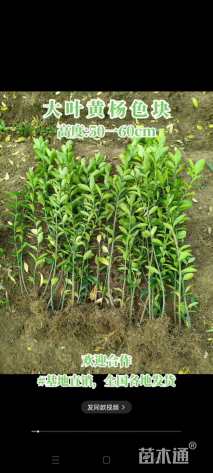 高度50厘米大叶黄杨