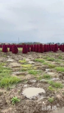 高度100厘米红花继木