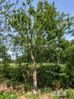 18公分造型朴树