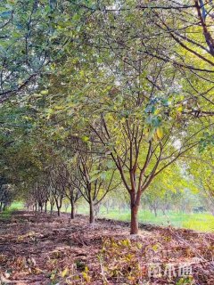 25公分草莓果冻海棠