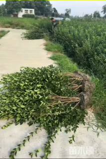 高度130厘米大叶黄杨