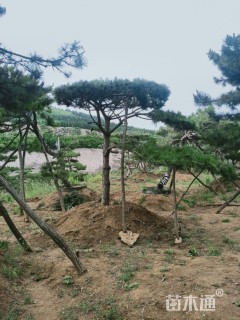 20公分造型松