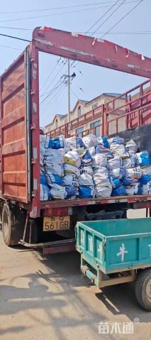 高度50厘米粉黛乱子草