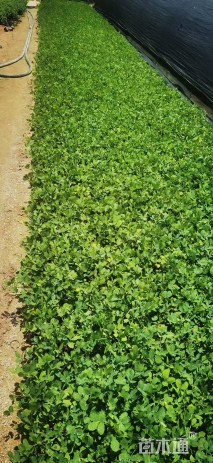 高度25厘米蔓花生