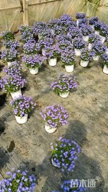 高度20厘米半边莲