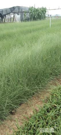 高度40厘米糖蜜草