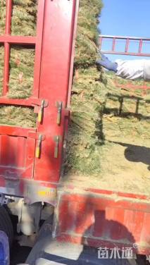 草块状马尼拉草