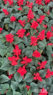 高度20厘米一串红