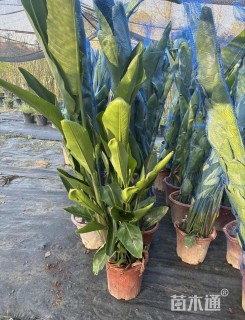 高度100厘米天堂鸟