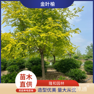 10公分金叶榆