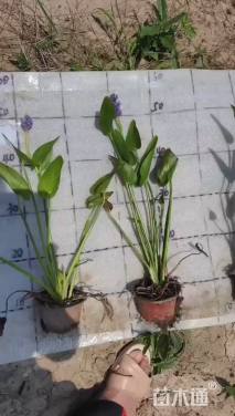 高度35厘米梭鱼草