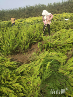 高度40厘米龙柏