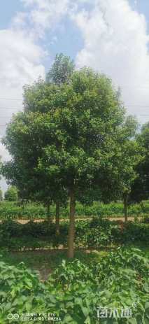 14公分大叶女贞