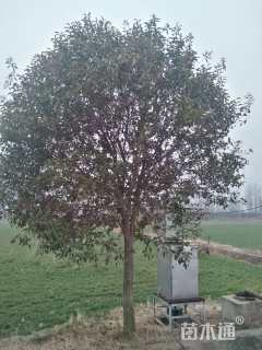 15公分大叶女贞