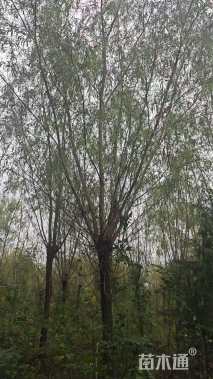 18公分金丝垂柳