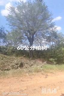60公分榆树