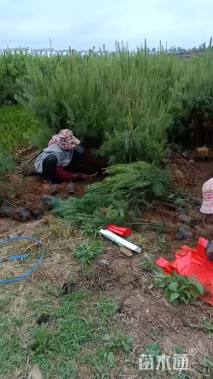 高度120厘米华山松