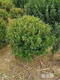 冠幅150厘米瓜子黄杨球