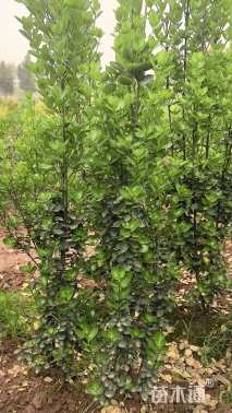 高度90厘米北海道黄杨