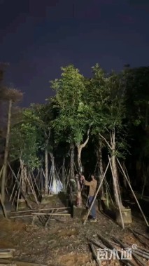 15公分桃花心木