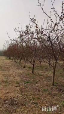 7公分杏树