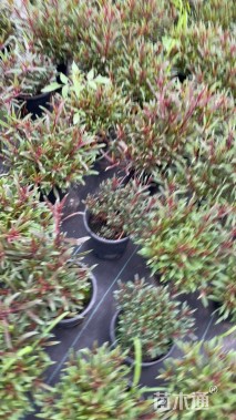 高度30厘米千鸟花