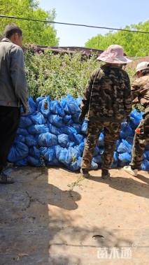 高度50厘米小叶丁香