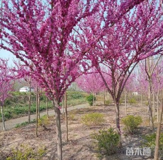 高度250厘米紫荆