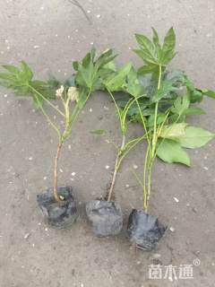 高度25厘米八角金盘