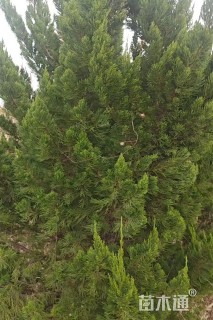 高度250厘米龙柏