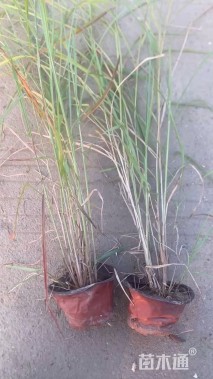 高度50厘米大布尼狼尾草