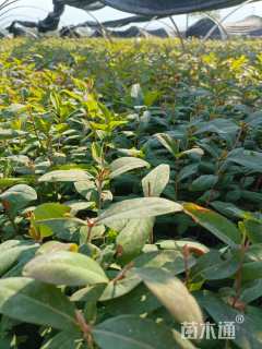 高度40厘米金丝桃小苗