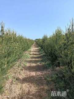 高度250厘米白皮松