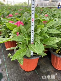 高度30厘米五星花