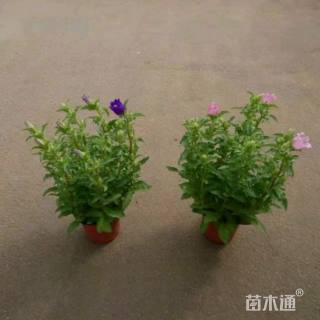 高度10厘米风铃草