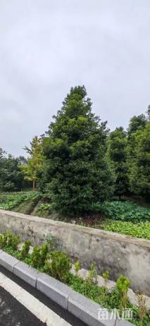 10公分金丝楠木