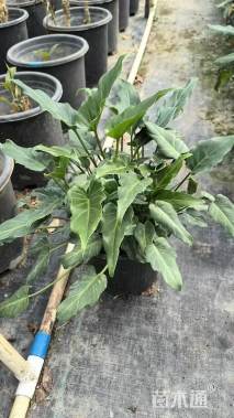 高度40厘米小天使