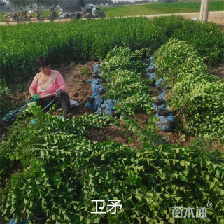 高度120厘米卫矛小苗