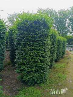 高度280厘米茶梅柱