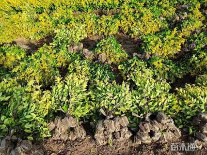 高度40厘米金森女贞小苗