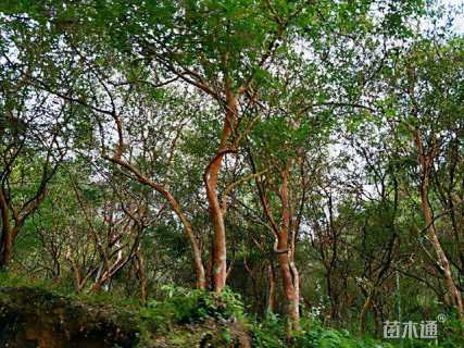 高度2000厘米茶树