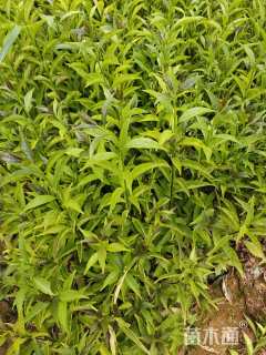 高度25厘米鸳鸯茉莉