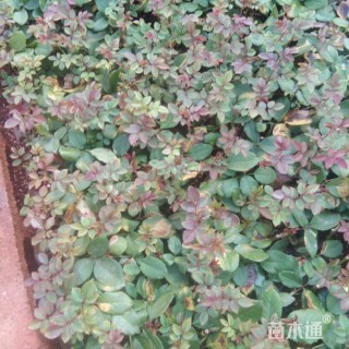 高度15厘米卡罗拉月季