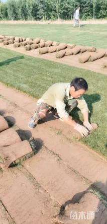 草卷状早熟禾草