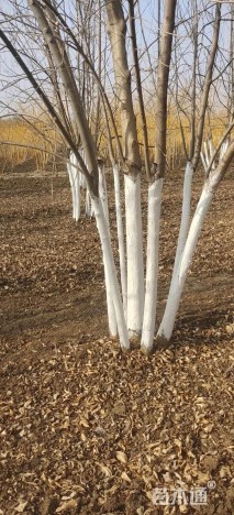 高度700厘米丛生白蜡