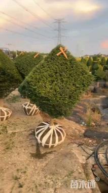 3公分造型川滇蜡树