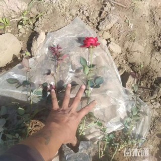 高度30厘米丰花月季